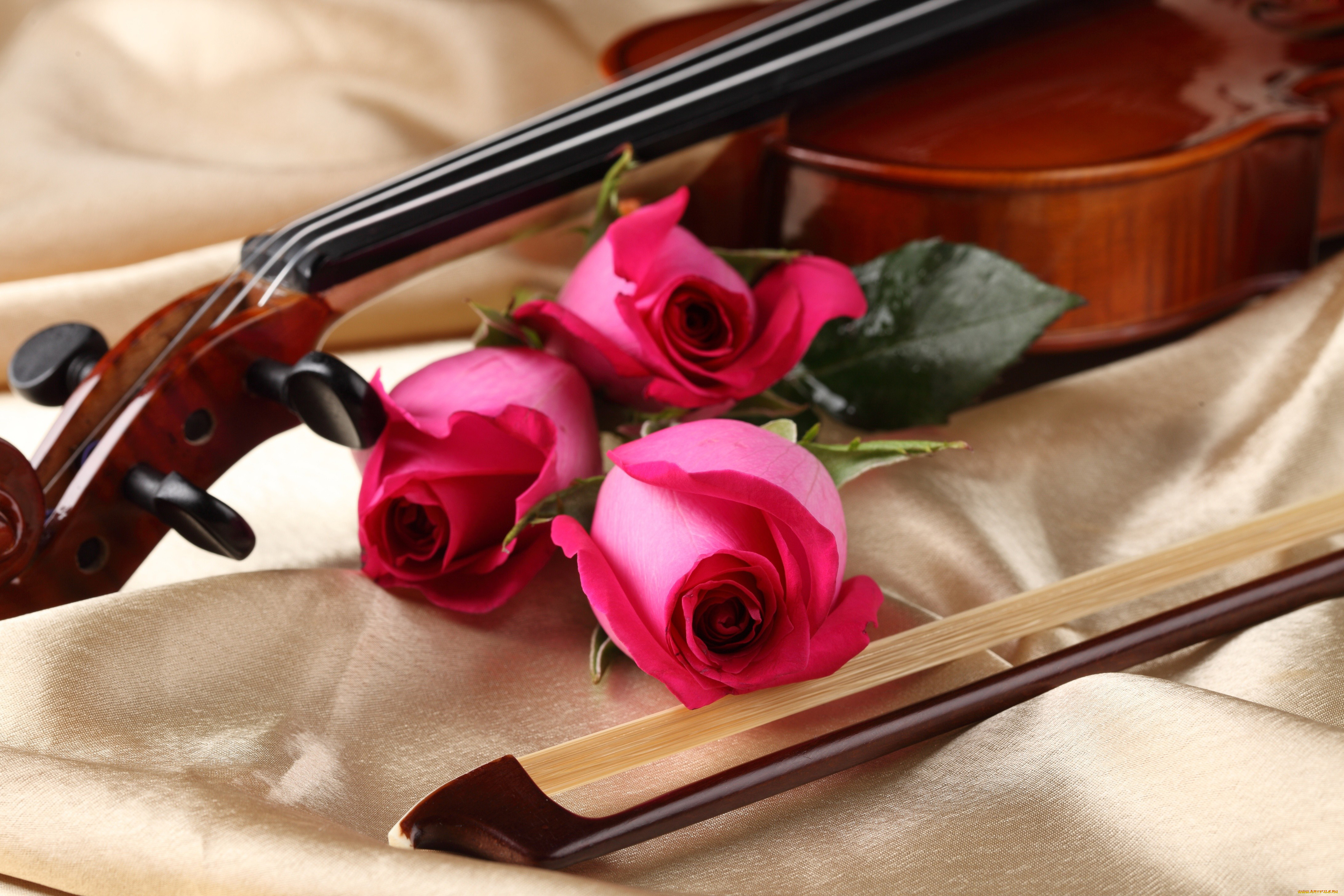 Нежная музыка скрипки. С днем рождения скрипачу. Скрипка. Музыкальные инструменты и цветы.